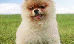 博美爆料新闻视频播放下载